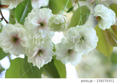 須磨浦普賢象　緑色の花をつける桜　スマウラフゲンゾウ 139270351