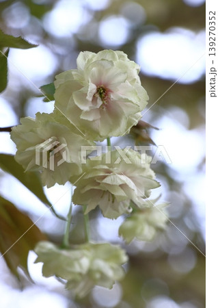 須磨浦普賢象 緑色の花をつける桜 スマウラフゲンゾウ 須磨浦普賢象 緑色の花をつける桜 スマウラフゲンゾウ 139270352
