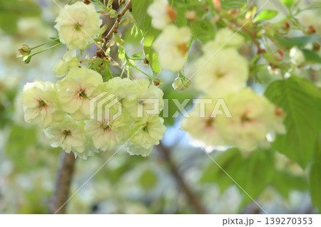 須磨浦普賢象　緑色の花をつける桜　スマウラフゲンゾウ 139270353