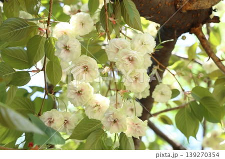 須磨浦普賢象　緑色の花をつける桜　スマウラフゲンゾウ 139270354