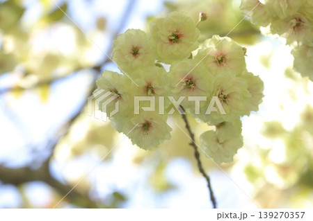 須磨浦普賢象 緑色の花をつける桜 スマウラフゲンゾウ 須磨浦普賢象 緑色の花をつける桜 スマウラフゲンゾウ 139270357
