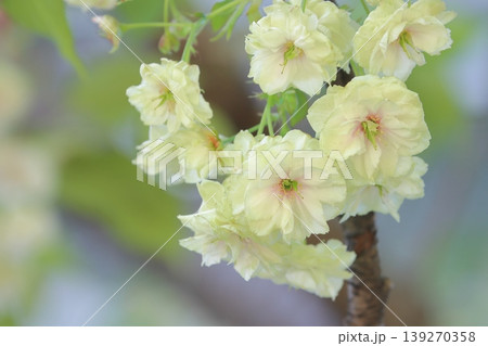 須磨浦普賢象 緑色の花をつける桜 スマウラフゲンゾウ 須磨浦普賢象 緑色の花をつける桜 スマウラフゲンゾウ 139270358