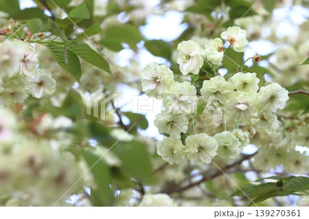 須磨浦普賢象 緑色の花をつける桜 スマウラフゲンゾウ 須磨浦普賢象 緑色の花をつける桜 スマウラフゲンゾウ 139270361