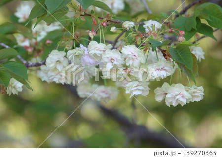 須磨浦普賢象　緑色の花をつける桜　スマウラフゲンゾウ 139270365