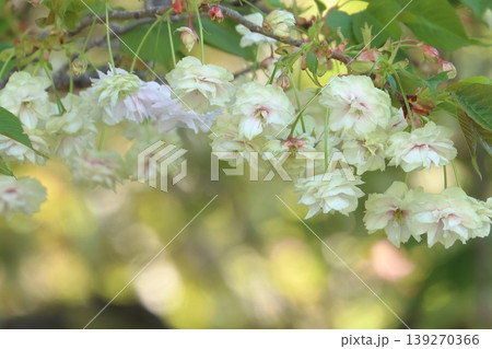 須磨浦普賢象　緑色の花をつける桜　スマウラフゲンゾウ 139270366