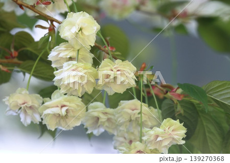 須磨浦普賢象　緑色の花をつける桜　スマウラフゲンゾウ 139270368