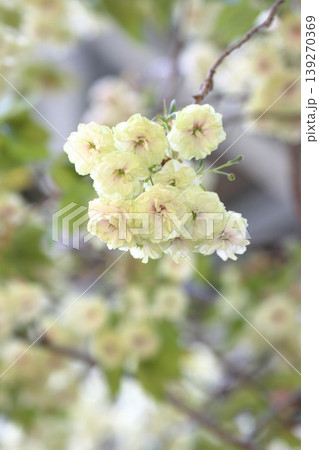 須磨浦普賢象　緑色の花をつける桜　スマウラフゲンゾウ 139270369