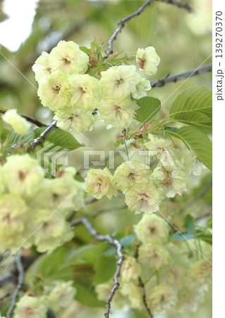 須磨浦普賢象 緑色の花をつける桜 スマウラフゲンゾウ 須磨浦普賢象 緑色の花をつける桜 スマウラフゲンゾウ 139270370