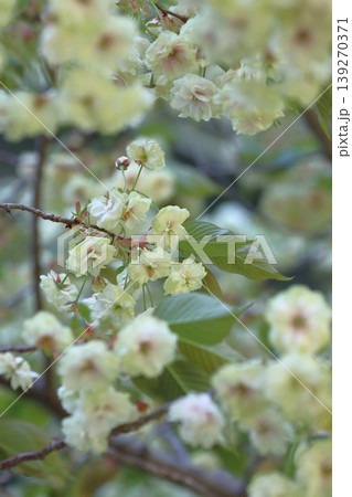 須磨浦普賢象　緑色の花をつける桜　スマウラフゲンゾウ 139270371