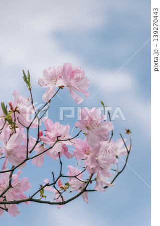 青空を背景に咲くピンクのツツジ 縦構図の春の花風景 青空を背景に咲くピンクのツツジ 縦構図の春の花風景 139270443