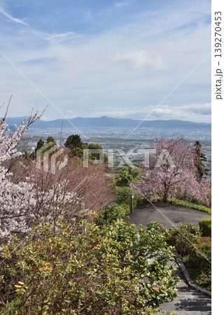 春の善峯寺 薬師堂から眺める京都市内(京都市西京区) 春の善峯寺 薬師堂から眺める京都市内(京都市西京区) 139270453