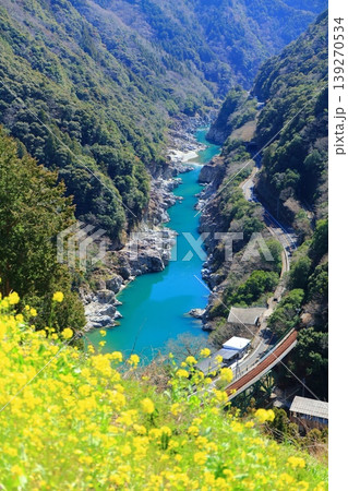 【徳島県】晴天の小歩危峡と菜の花（白川橋梁） 139270534