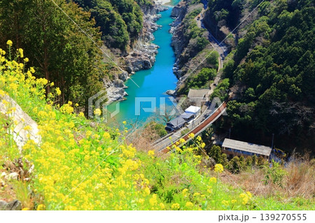 【徳島県】晴天の小歩危峡と菜の花（白川橋梁） 139270555