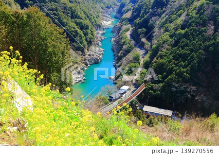 【徳島県】晴天の小歩危峡と菜の花（白川橋梁） 139270556
