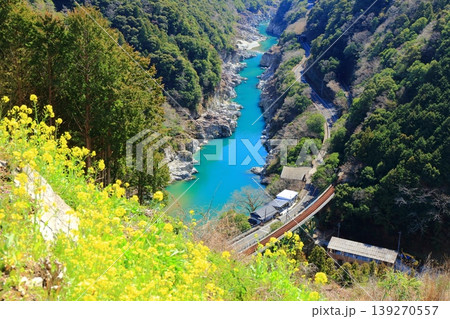 【徳島県】晴天の小歩危峡と菜の花(白川橋梁) 【徳島県】晴天の小歩危峡と菜の花(白川橋梁) 139270557