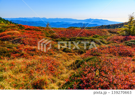秋の志賀草津高原ルート 分水嶺から見渡す紅葉の山肌と広大な山並みの絶景 秋の志賀草津高原ルート 分水嶺から見渡す紅葉の山肌と広大な山並みの絶景 139270663