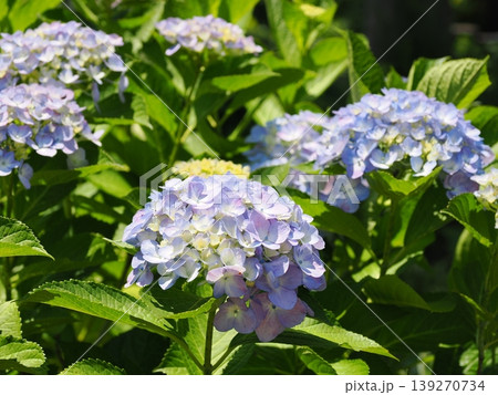 青く色づく紫陽花の群生 青く色づく紫陽花の群生 139270734