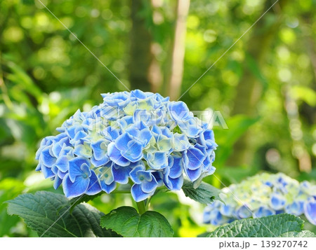 青く咲く紫陽花の手まり 青く咲く紫陽花の手まり 139270742