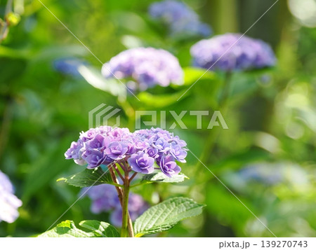紫の紫陽花のクローズアップ 紫の紫陽花のクローズアップ 139270743