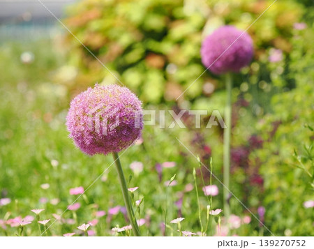 ガーデンに咲くアリウムの花二輪 ガーデンに咲くアリウムの花二輪 139270752