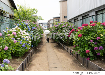 横浜市の小道にある紫陽花通りを日傘で歩く人1 横浜市の小道にある紫陽花通りを日傘で歩く人1 139270758