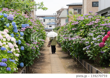 横浜市の小道にある紫陽花通りを日傘で歩く人2 横浜市の小道にある紫陽花通りを日傘で歩く人2 139270759