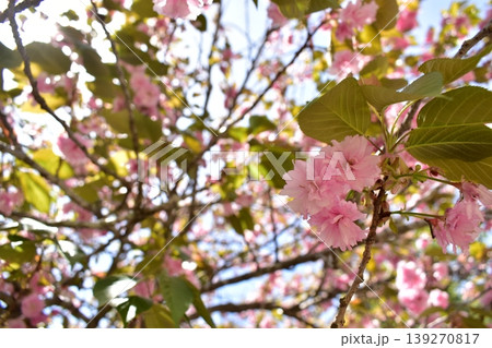 八重桜　広島　備北丘陵公園　国営備北丘陵公園 139270817