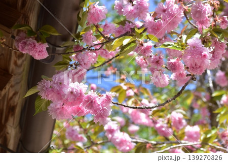 八重桜　広島　備北丘陵公園　国営備北丘陵公園 139270826