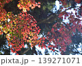 島根　安来清水寺　寺　神社仏閣　紅葉　もみじ 139271071