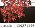 由志園　紅葉　島根　秋 139271156