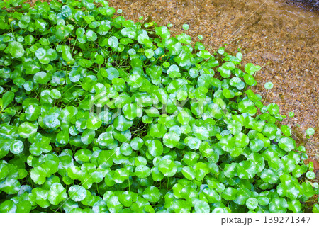 池に密生する水草 池に密生する水草 139271347