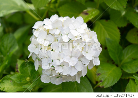横浜市鶴見区・小道の紫陽花通りに咲く白い紫陽花 横浜市鶴見区・小道の紫陽花通りに咲く白い紫陽花 139271417