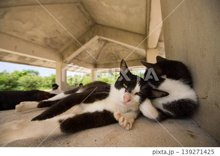 公園でひと休みする野良猫 公園でひと休みする野良猫 139271425