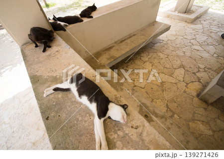 公園でひと休みする野良猫 公園でひと休みする野良猫 139271426