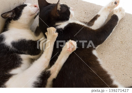 公園でひと休みする野良猫 公園でひと休みする野良猫 139271427