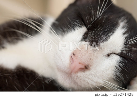 公園でひと休みする野良猫 公園でひと休みする野良猫 139271429