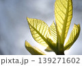 逆光に透ける新緑の若葉と緻密な葉脈・光り輝く春の生命力を捉えたマクロ撮影 139271602