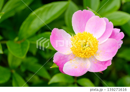 真上から見た淡いピンクの芍薬と黄色い雄しべ 139271616