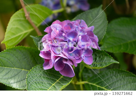 横浜市鶴見区・小道の紫陽花通りに咲く紫色の紫陽花 139271662