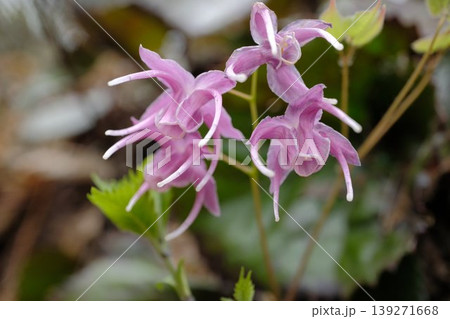 イカリソウの可憐な花・船の錨に似た独特な造形の山野草のマクロ撮影 イカリソウの可憐な花・船の錨に似た独特な造形の山野草のマクロ撮影 139271668