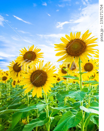 夏の花・満開のひまわり 139271704