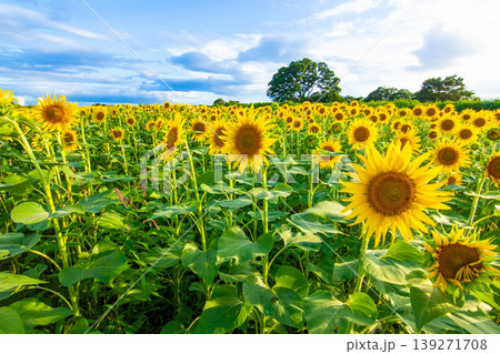 夏の花・満開のひまわり 夏の花・満開のひまわり 139271708