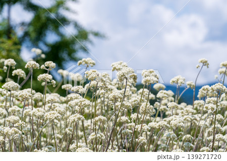 夏の青空の下で広がる白い小さな花々の群生 夏の青空の下で広がる白い小さな花々の群生 139271720
