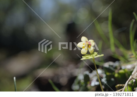 サンインシロカネソウの可憐な花・日本固有種の山野草と美しい木漏れ日の玉ボケ 139271811