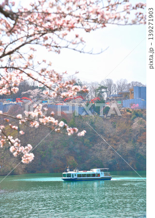 《岐阜県》満開の桜が咲く春の恵那峡 139271903