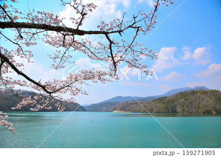 《岐阜県》満開の桜が咲く春の恵那峡 139271905