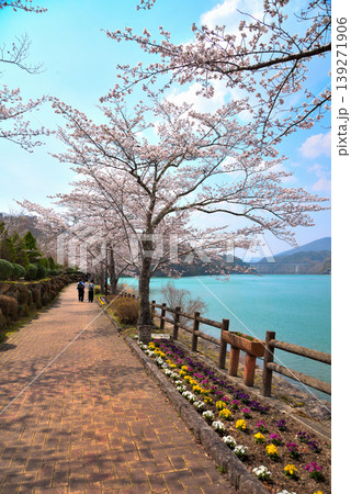 《岐阜県》満開の桜が咲く春の恵那峡 139271906