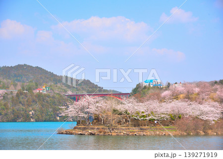 《岐阜県》満開の桜が咲く春の恵那峡 《岐阜県》満開の桜が咲く春の恵那峡 139271919