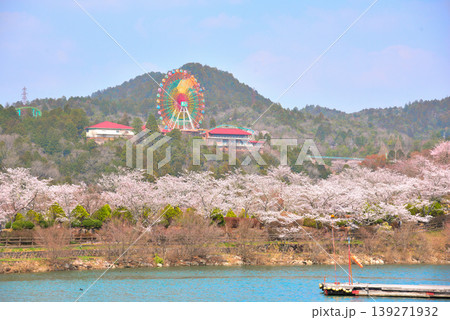 《岐阜県》満開の桜が咲く春の恵那峡 139271932