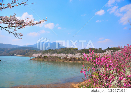 《岐阜県》満開の桜が咲く春の恵那峡 139271934